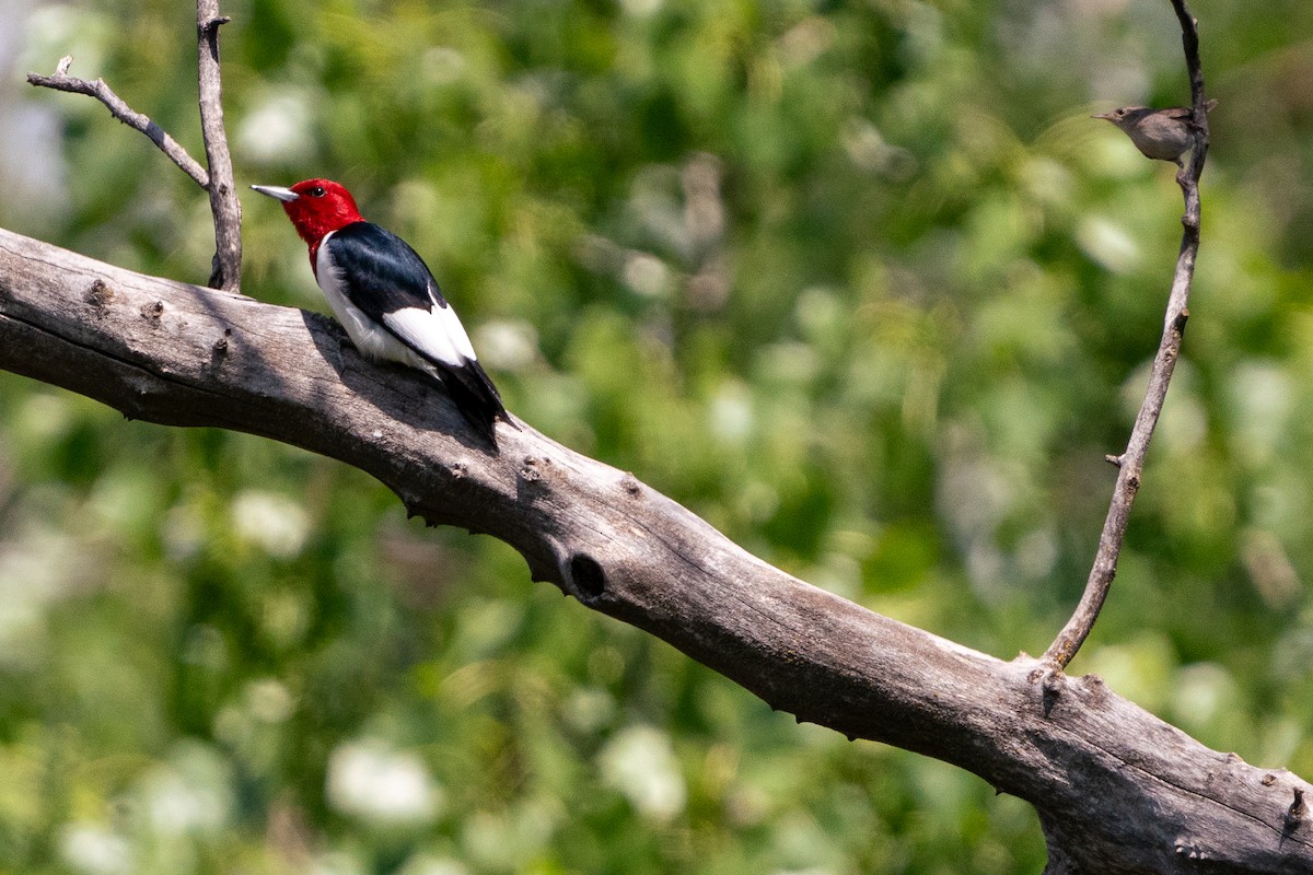 Red-headed Woodpecker - ML620360127