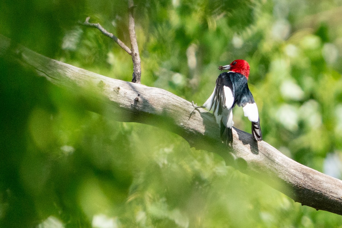 Red-headed Woodpecker - ML620360128