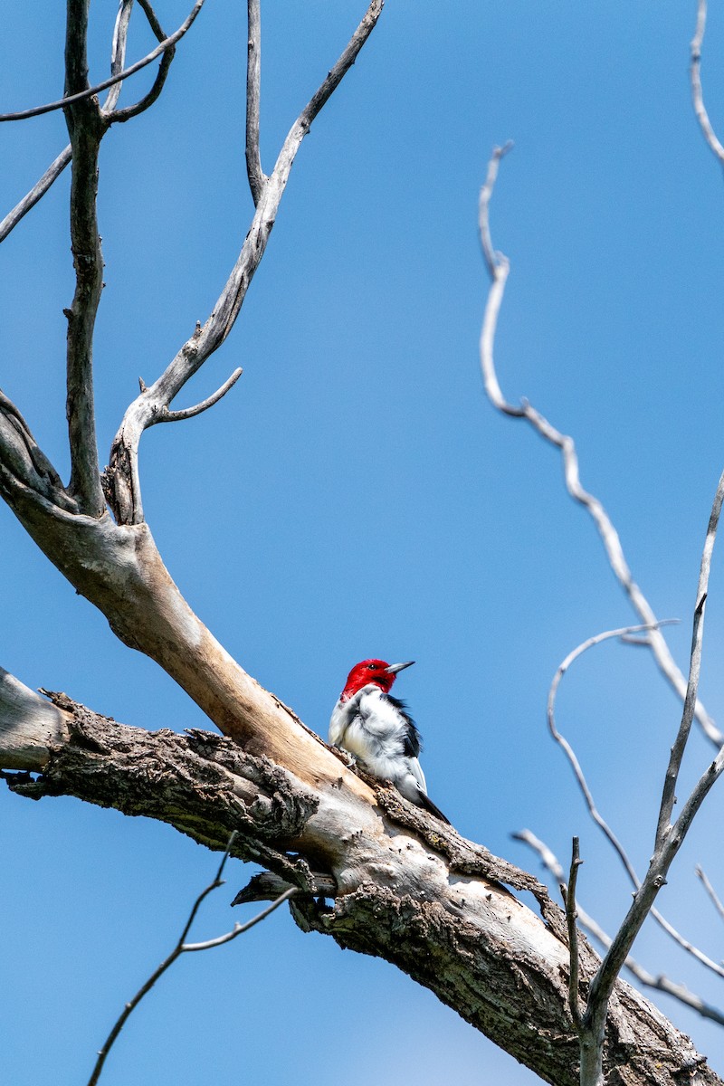 Red-headed Woodpecker - ML620360139