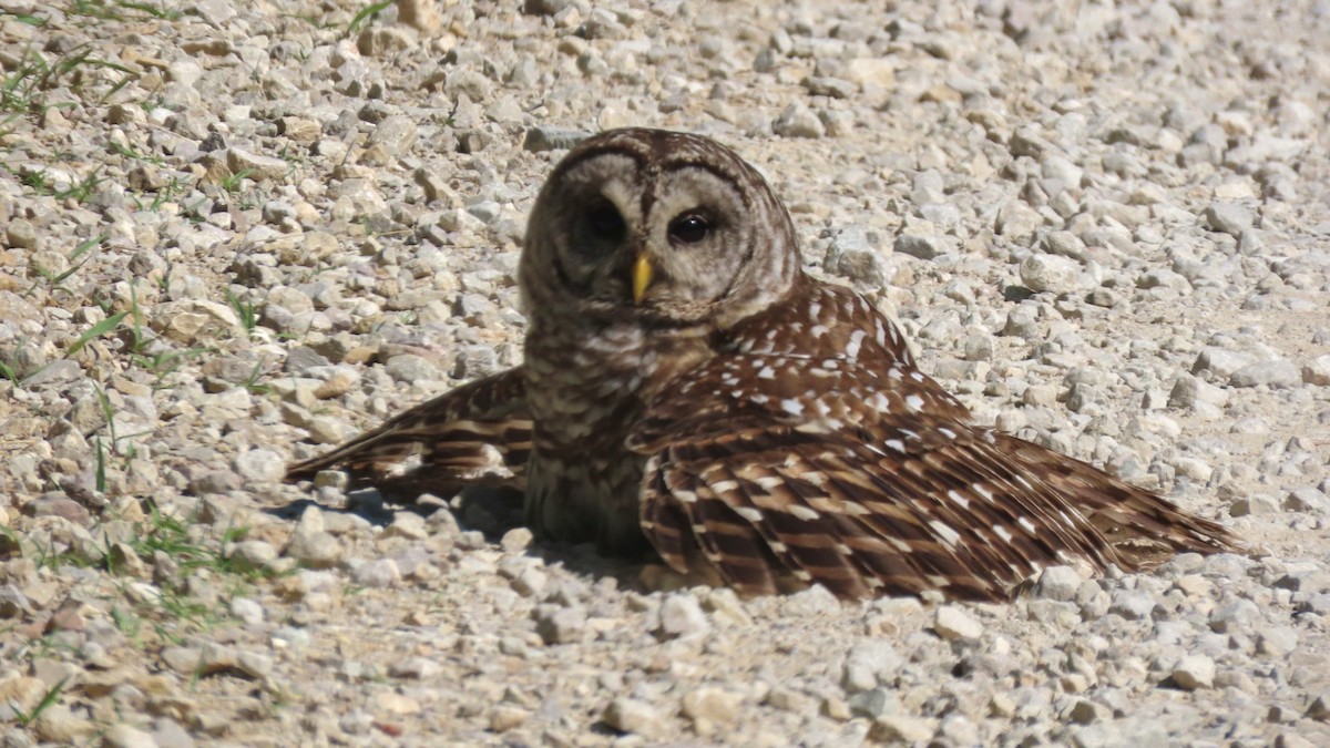 Barred Owl - ML620360141