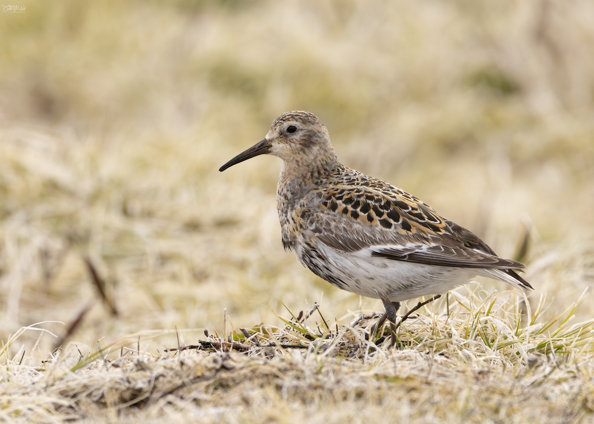 Rock Sandpiper - ML620360145