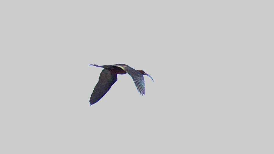 ibis hnědý - ML620360146
