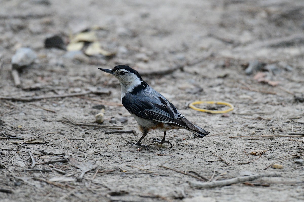 White-breasted Nuthatch - ML620360148
