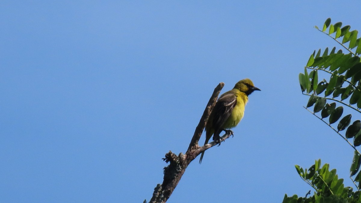 Orchard Oriole - ML620360156