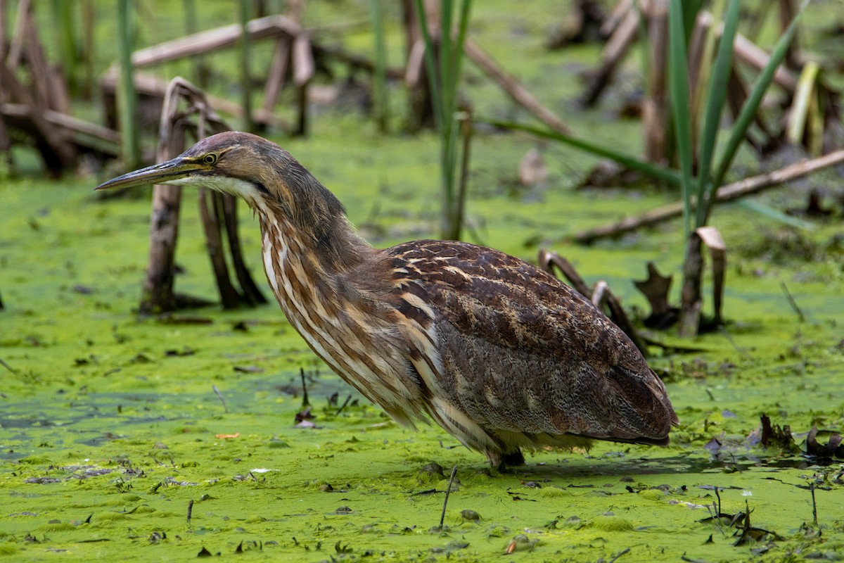 American Bittern - ML620360160