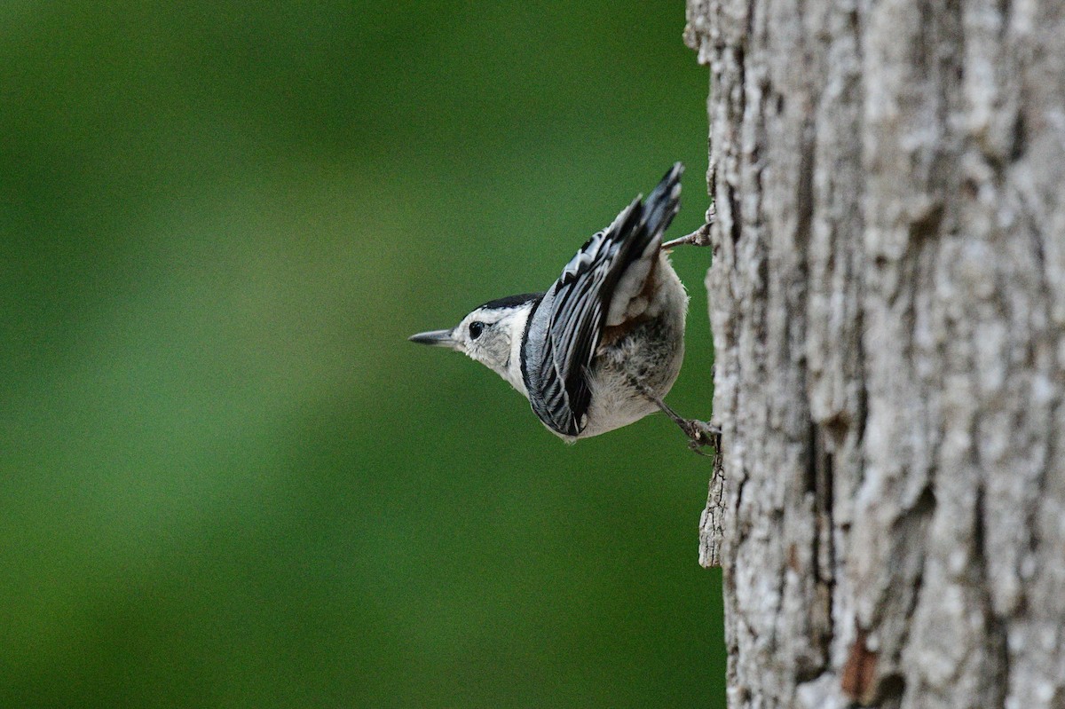 White-breasted Nuthatch - ML620360169