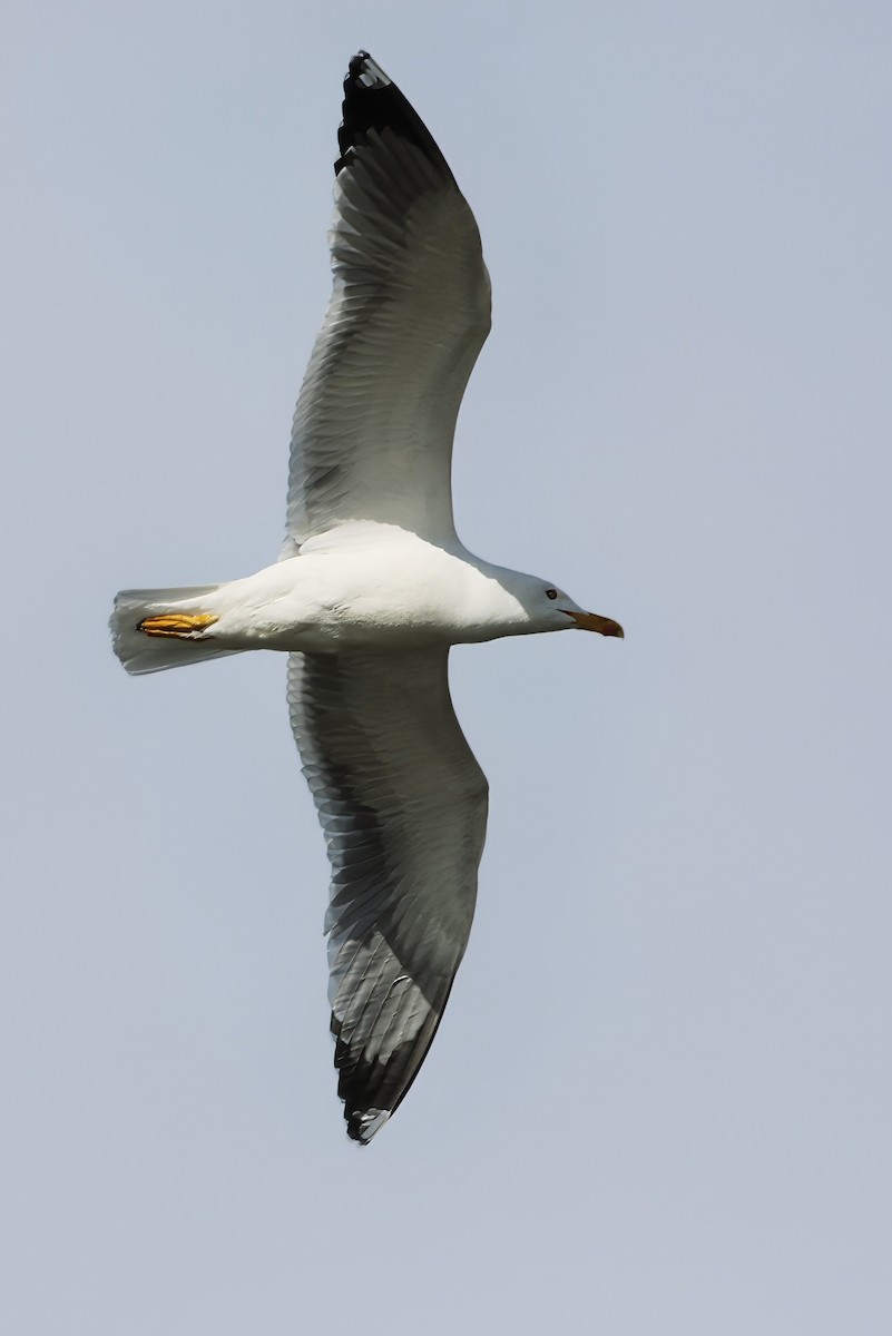 Yellow-legged Gull (michahellis) - ML620360174