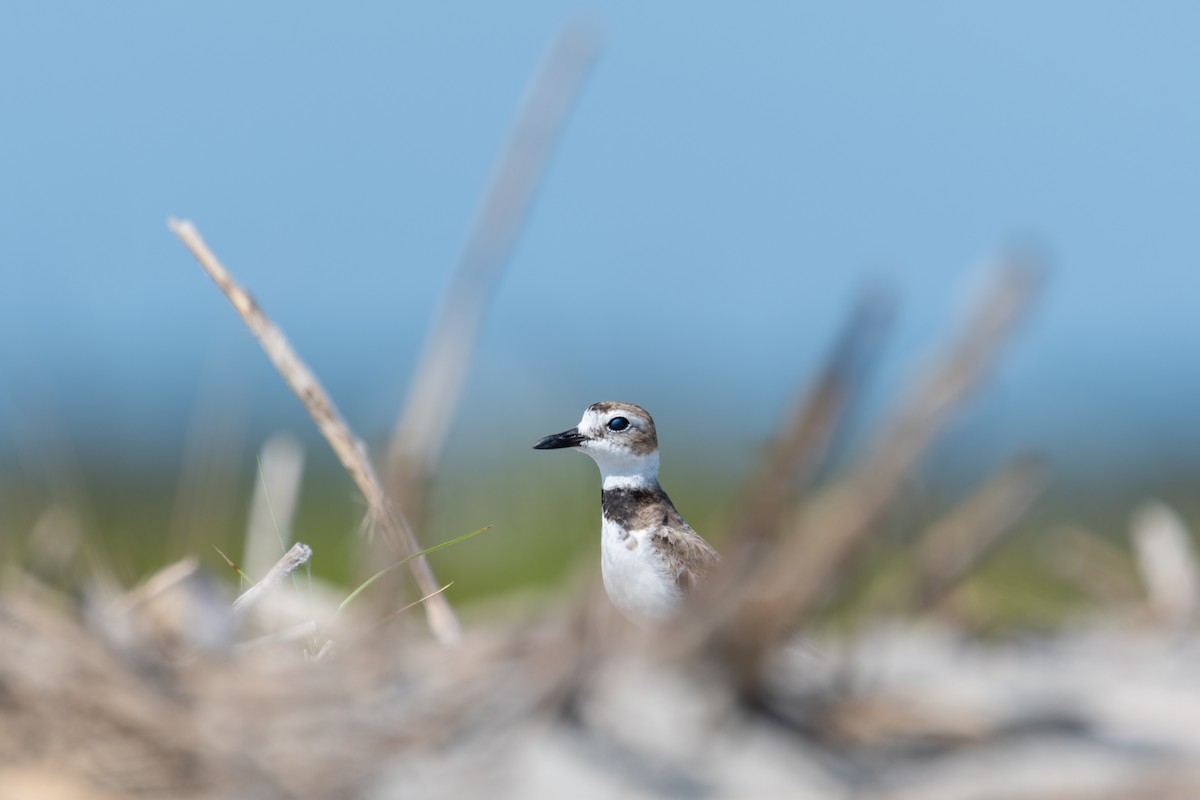 Wilson's Plover - ML620360175