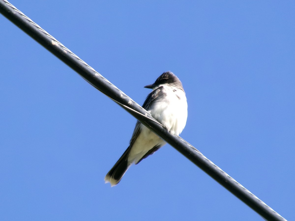 Eastern Kingbird - ML620360181