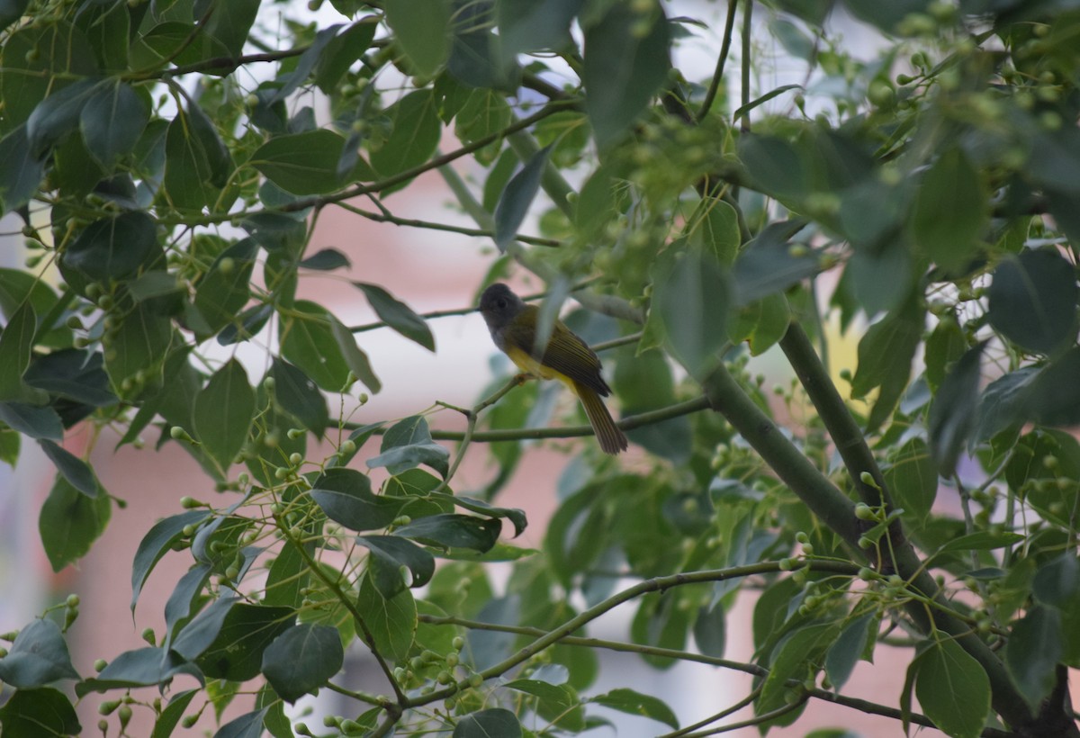 Gray-headed Canary-Flycatcher - ML620360191