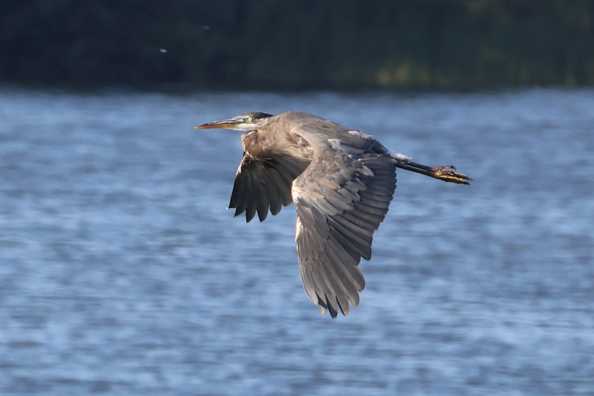 Great Blue Heron - ML620360194