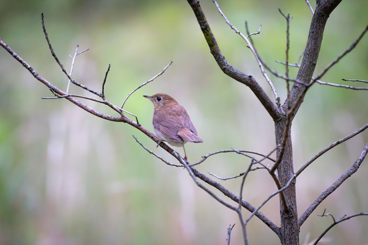 Veery - ML620360199