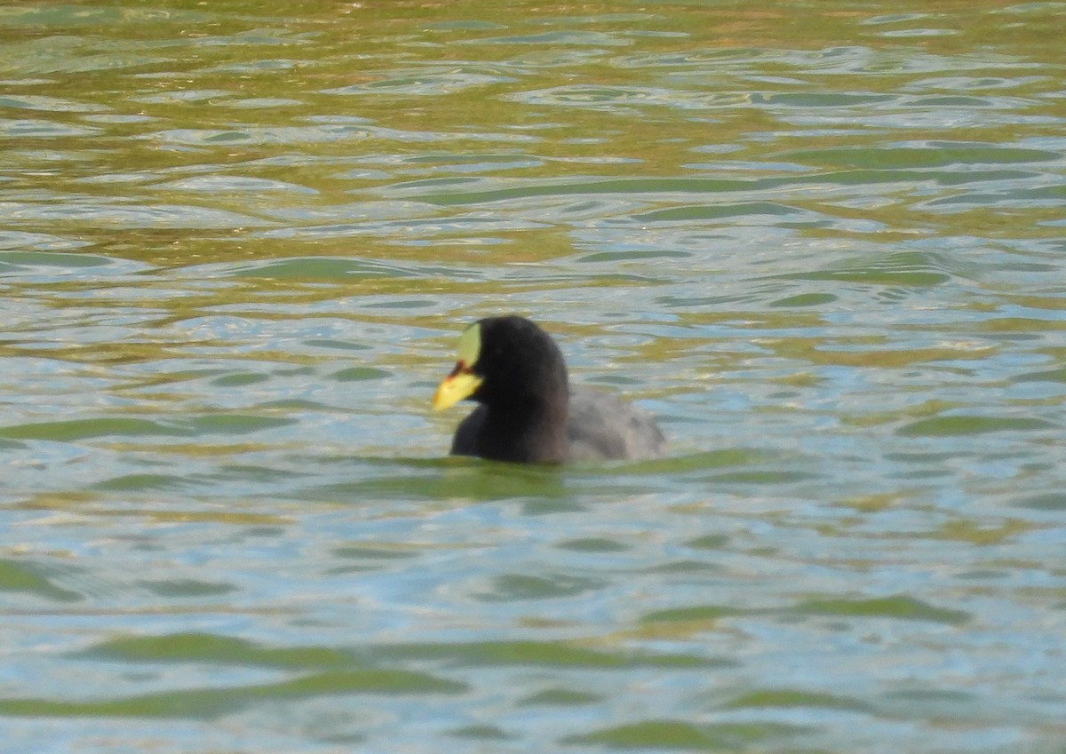 Red-gartered Coot - ML620360216