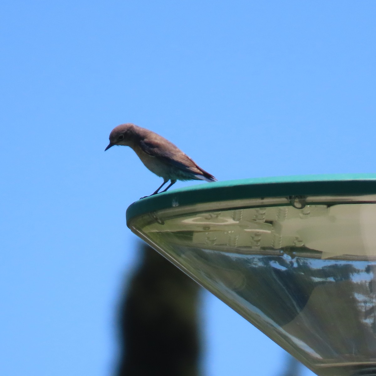 Western Bluebird - ML620360218