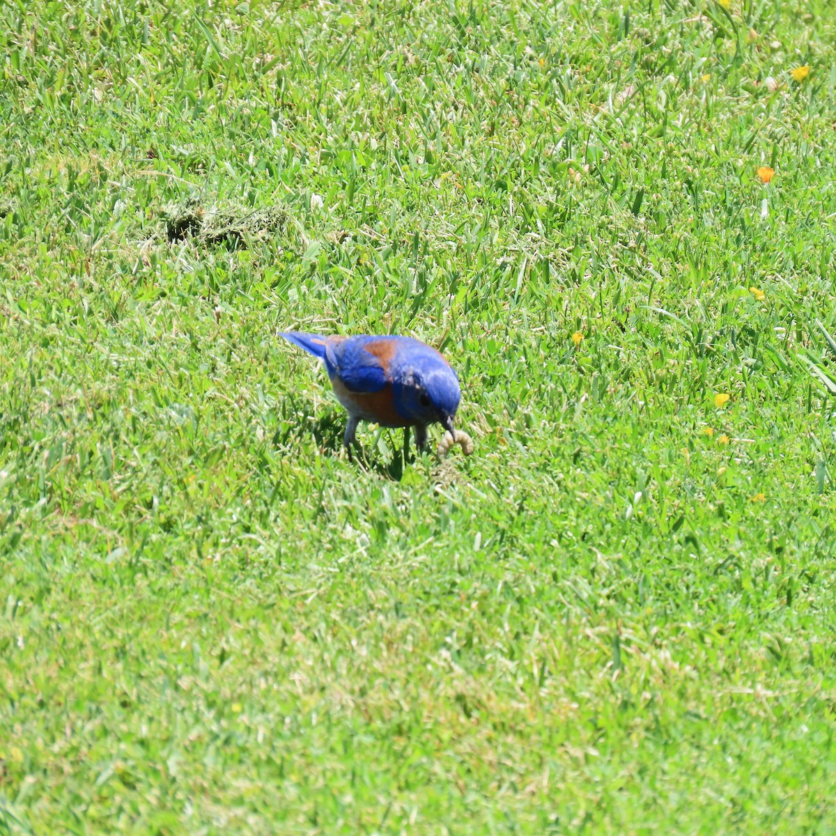 Western Bluebird - ML620360236