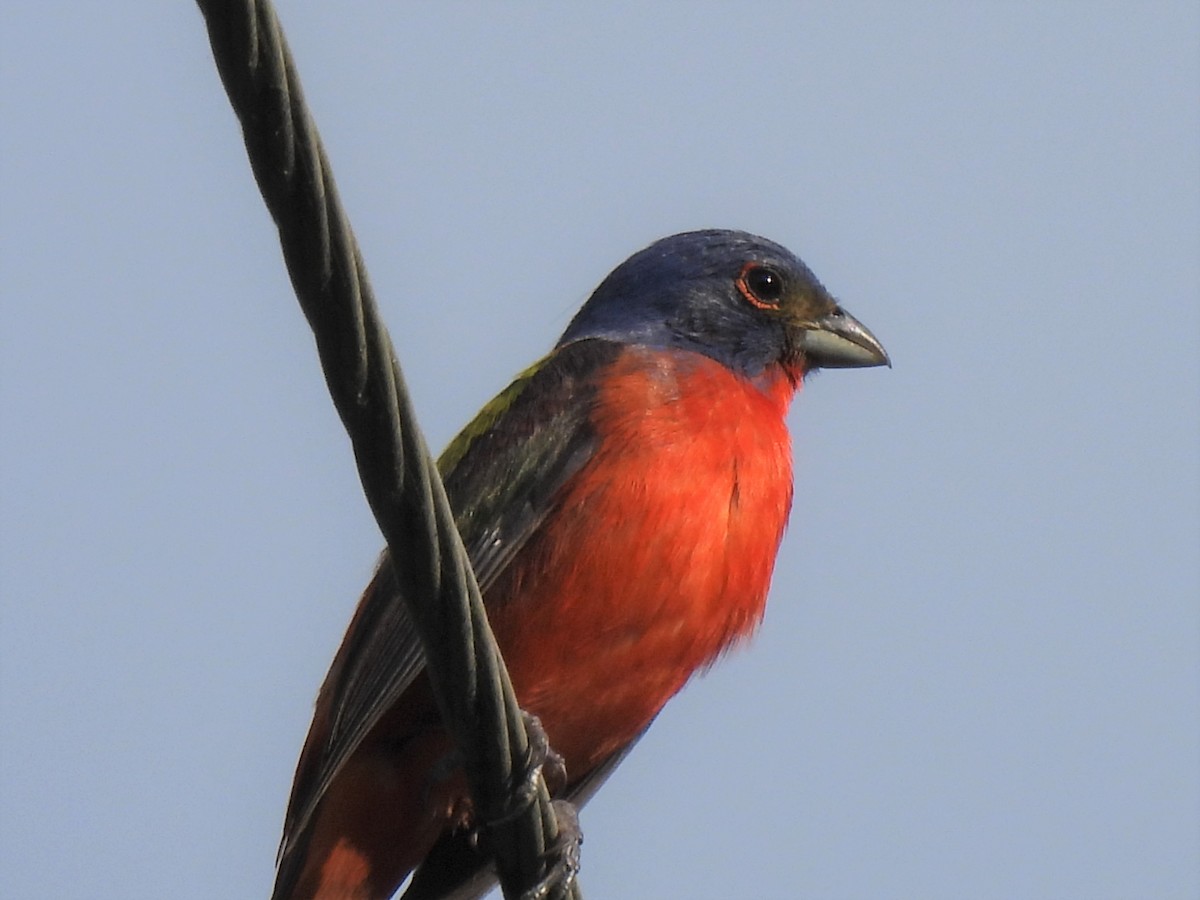 Painted Bunting - ML620360237
