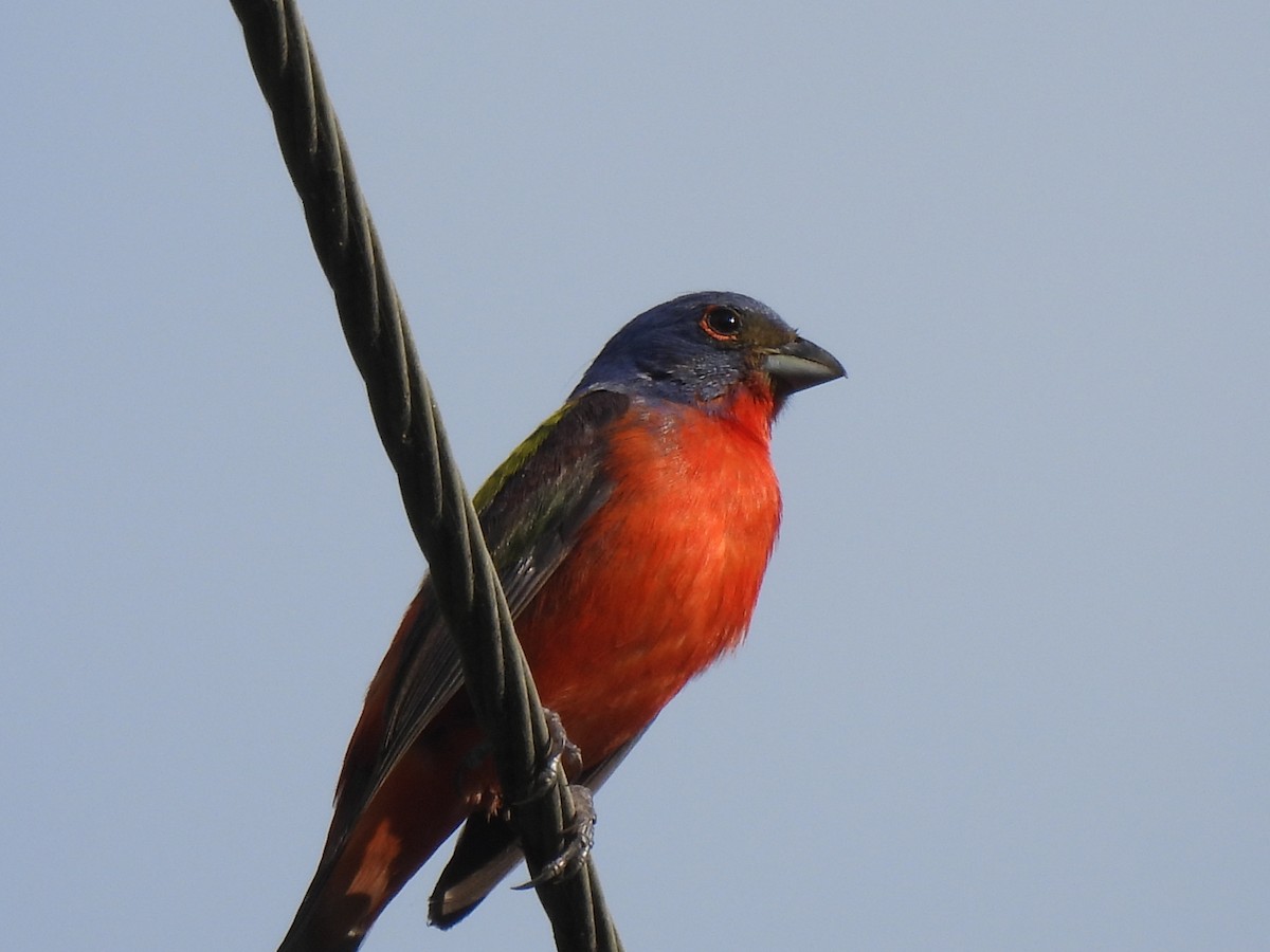 Painted Bunting - ML620360238
