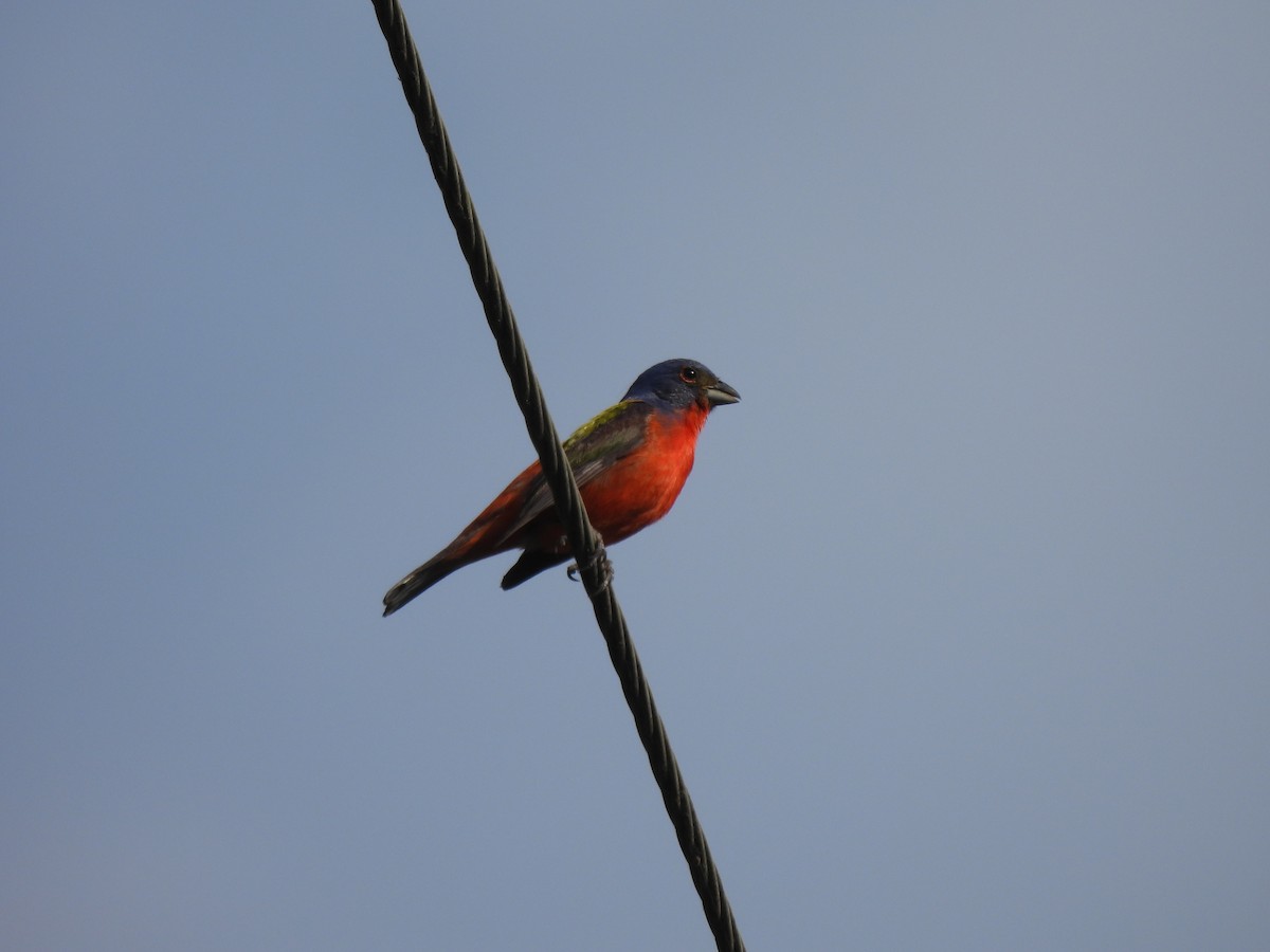 Painted Bunting - ML620360239
