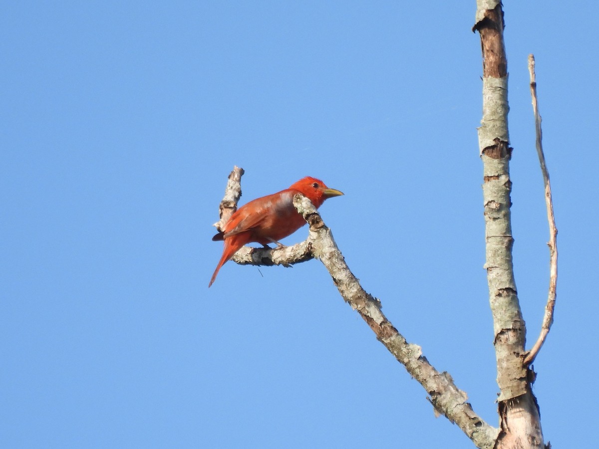 Summer Tanager - ML620360249