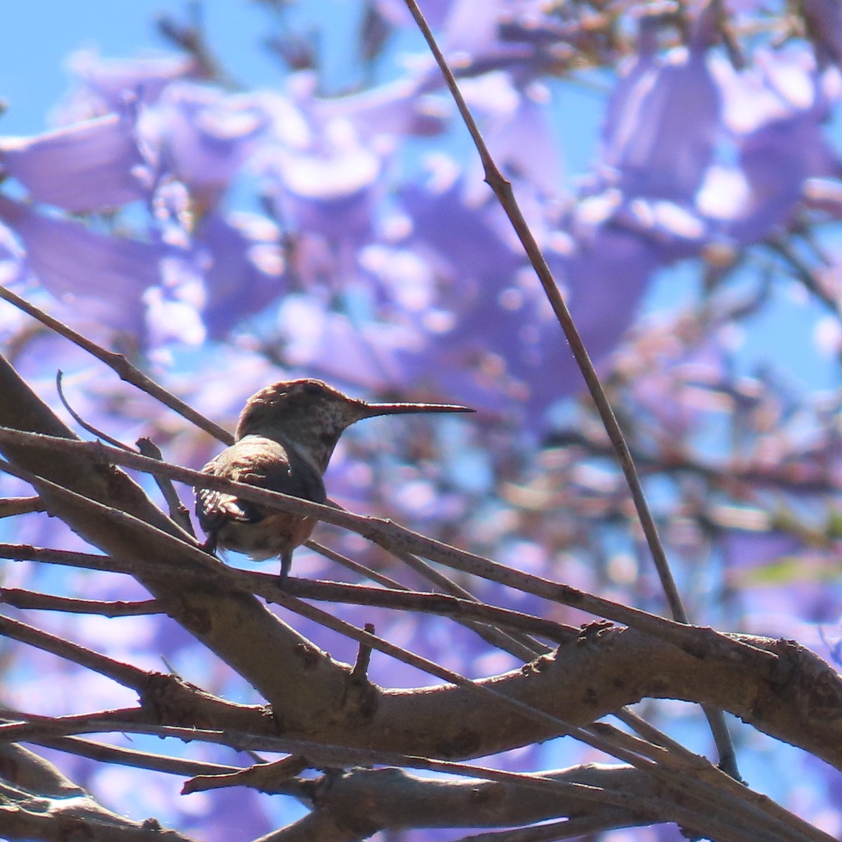 Anna's Hummingbird - ML620360265