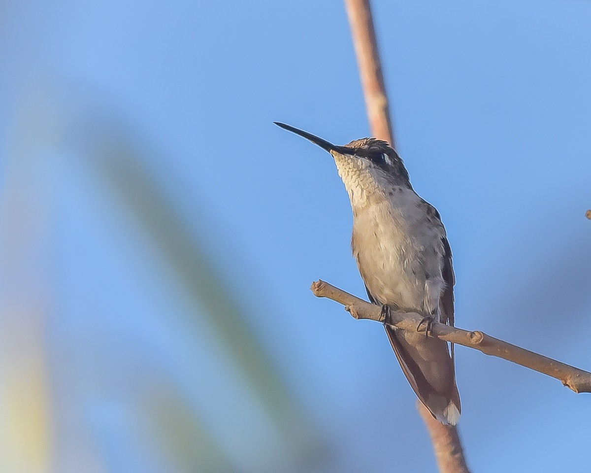 Ruby-throated Hummingbird - Ricardo Rojas Arguedas