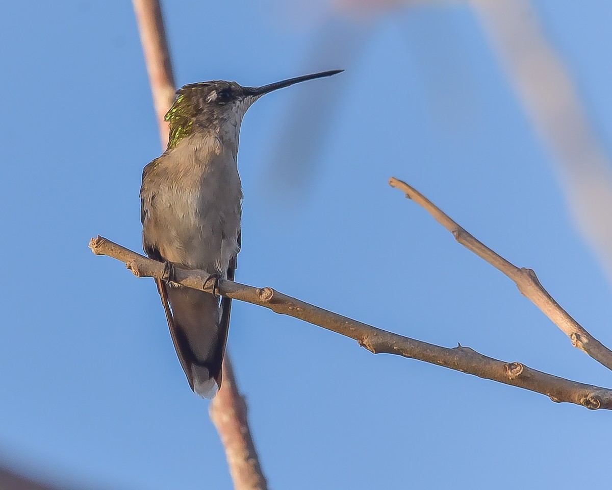 Colibri à gorge rubis - ML620360279