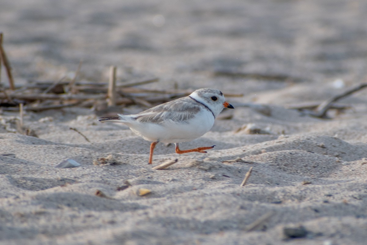 Piping Plover - ML620360289