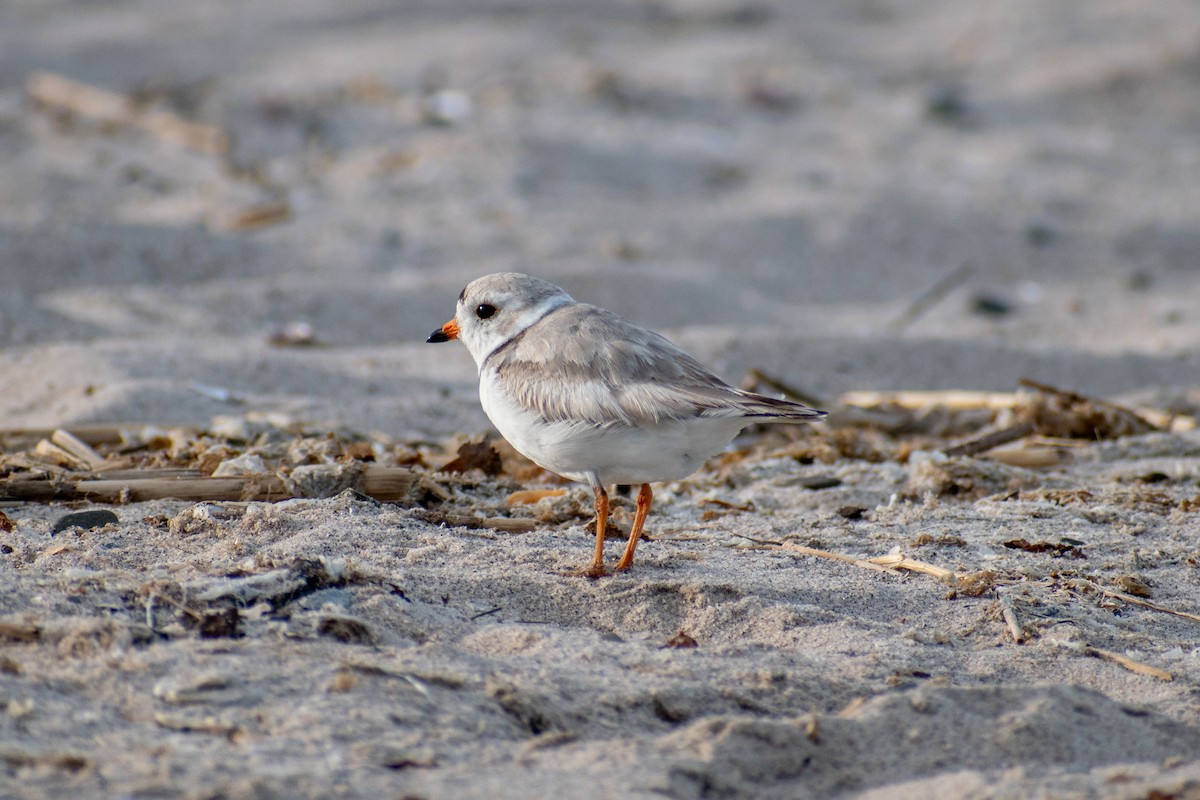 Piping Plover - ML620360293