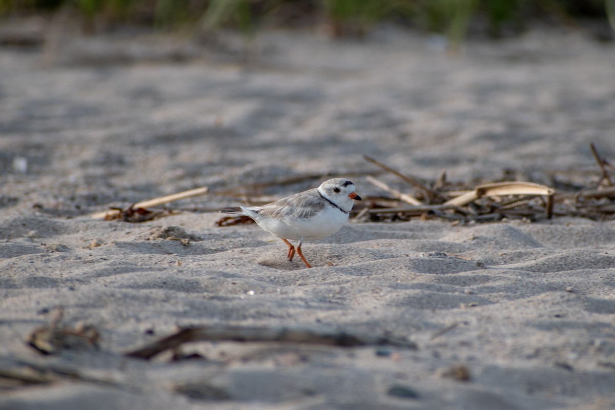 Piping Plover - ML620360294