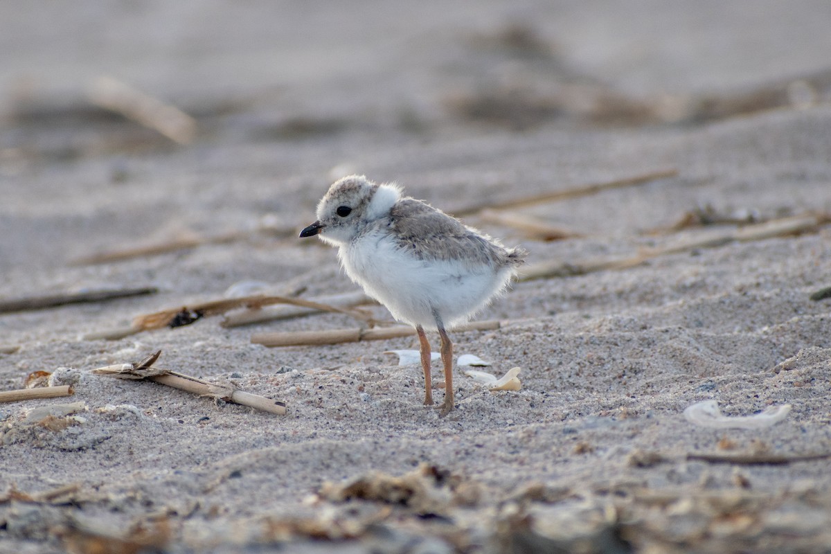 Piping Plover - ML620360295