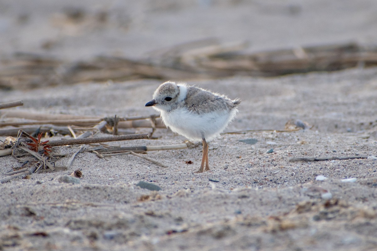 Piping Plover - ML620360296