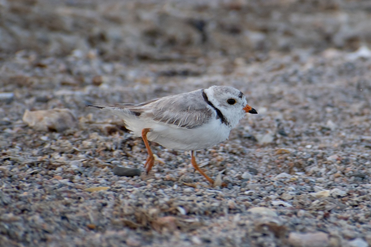 Piping Plover - ML620360297