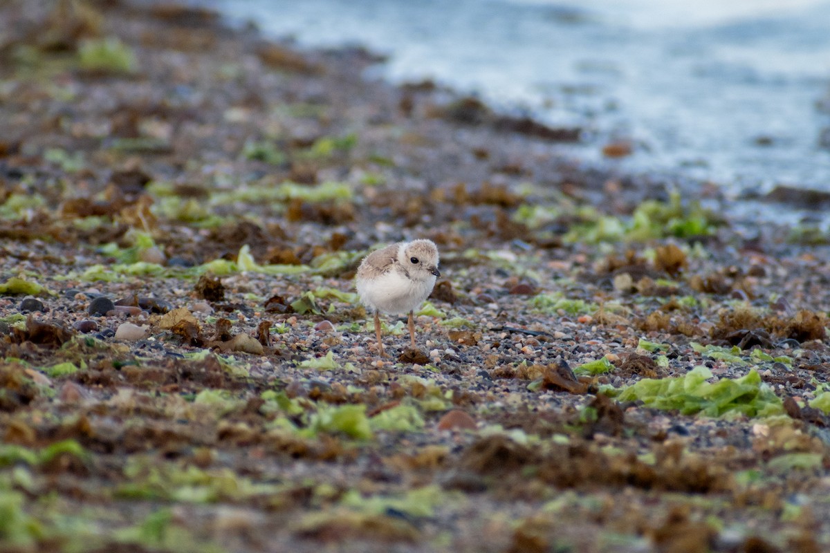 Piping Plover - ML620360298