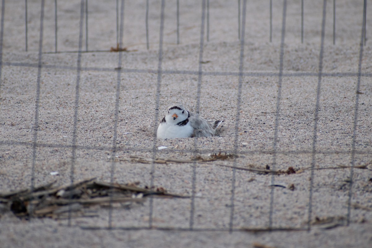Piping Plover - ML620360300