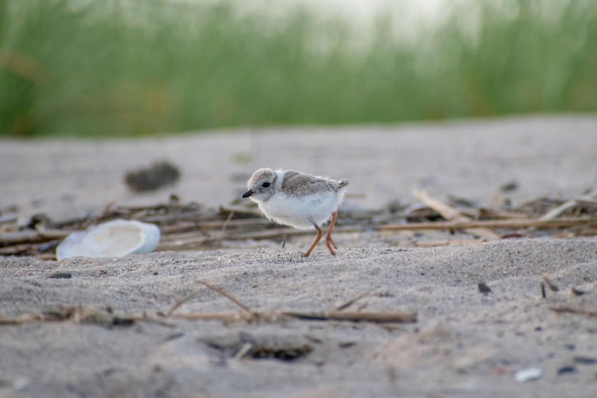 Piping Plover - ML620360301