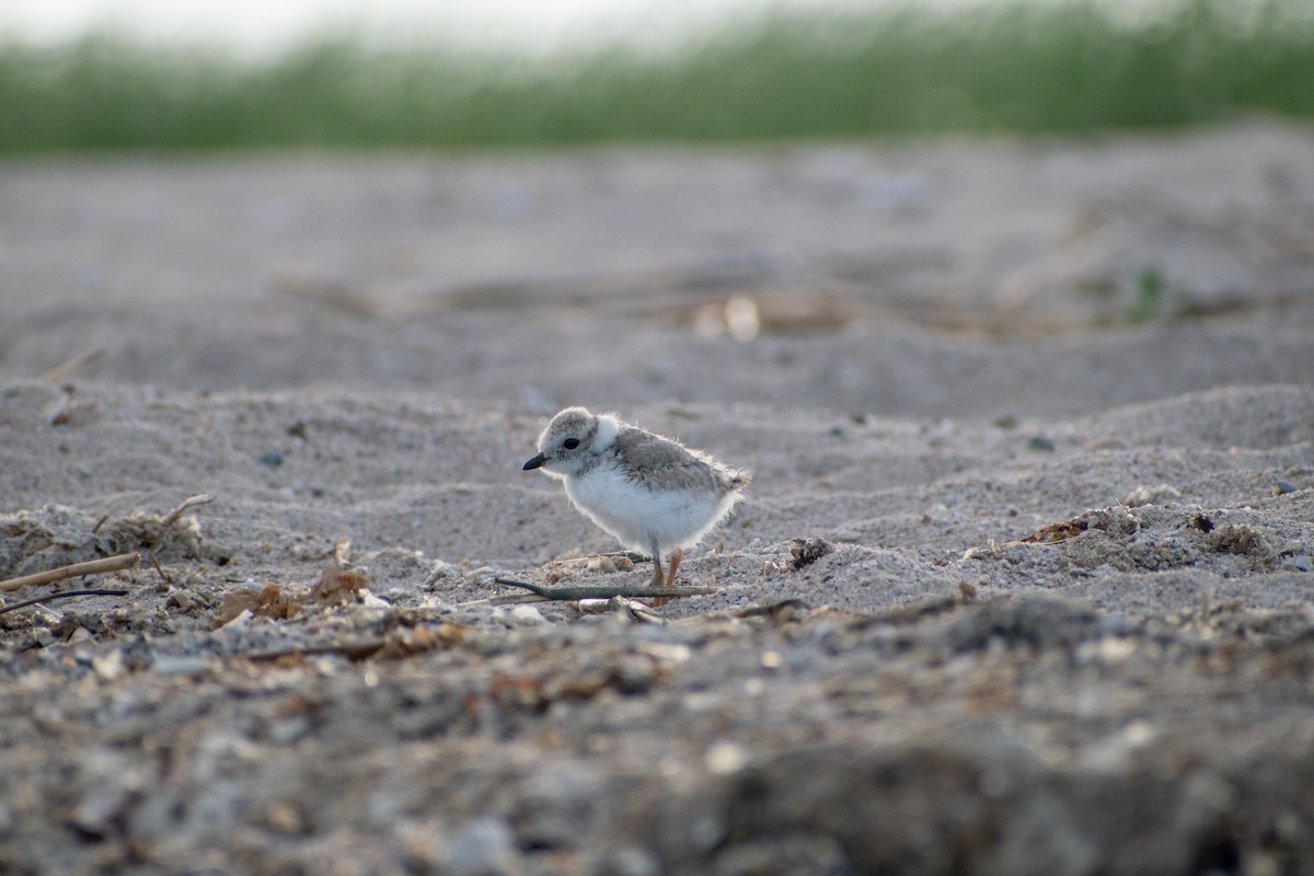 Piping Plover - ML620360302