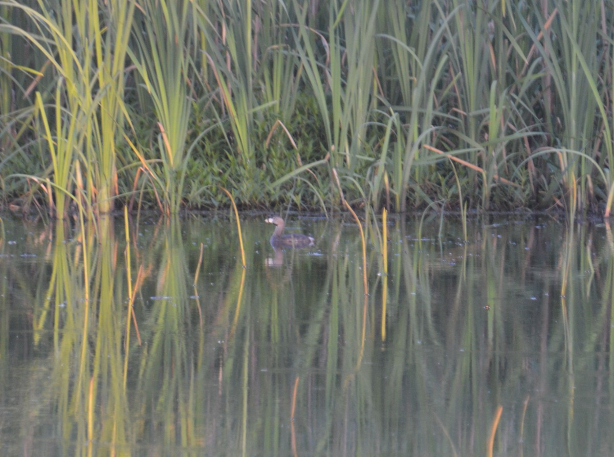 Pied-billed Grebe - ML620360307