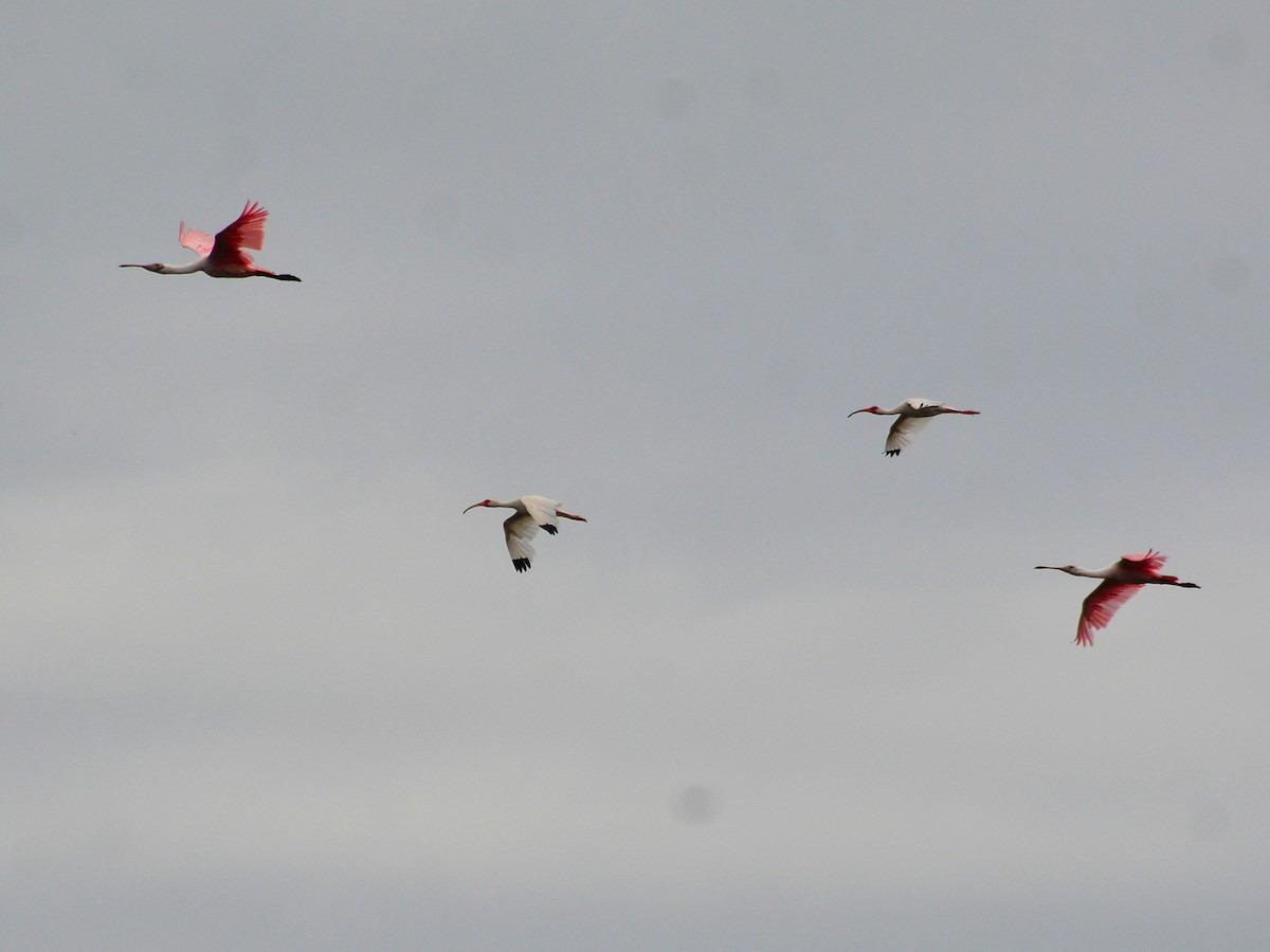 White Ibis - John Whitehead