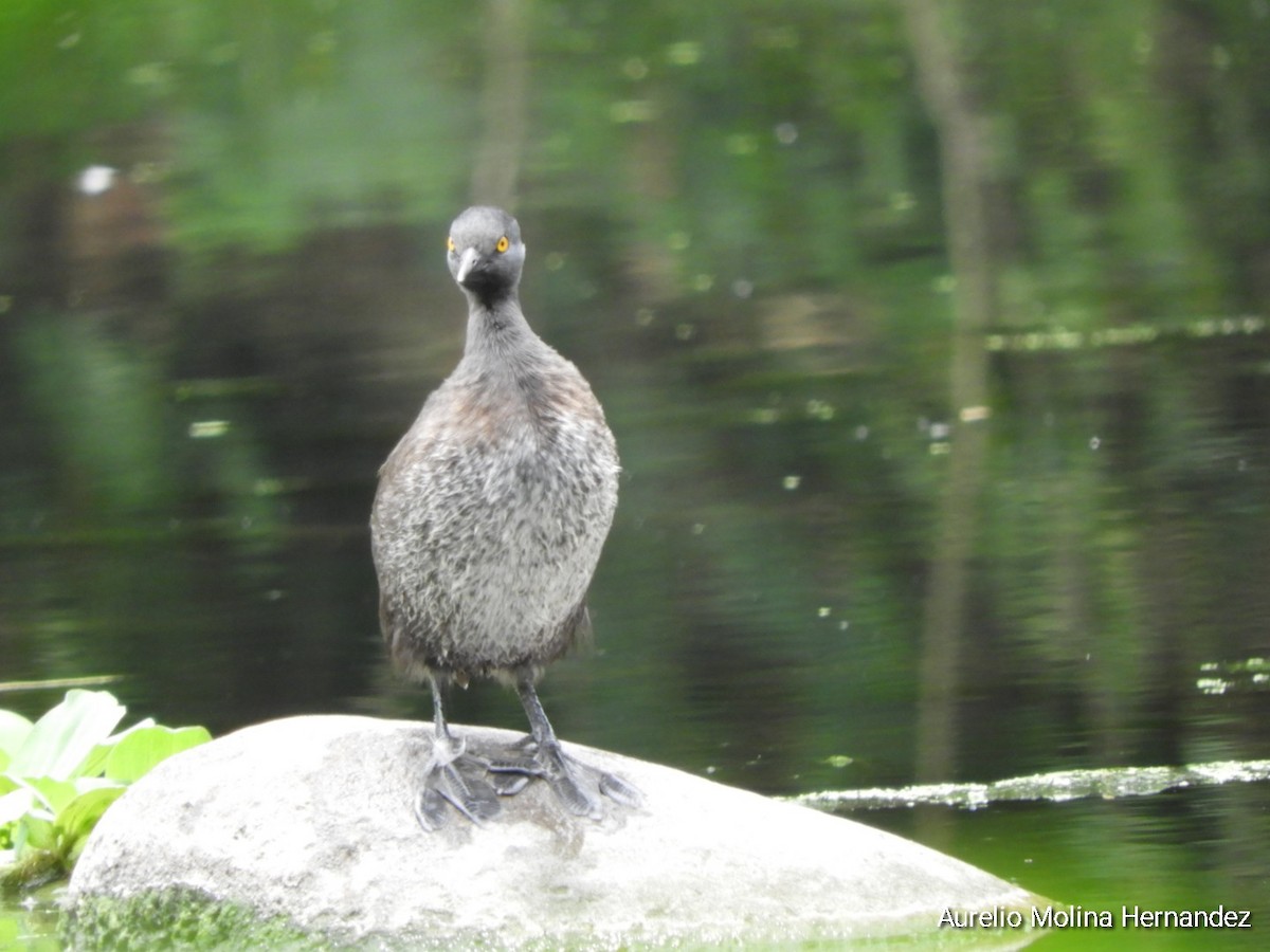 Least Grebe - ML620360322