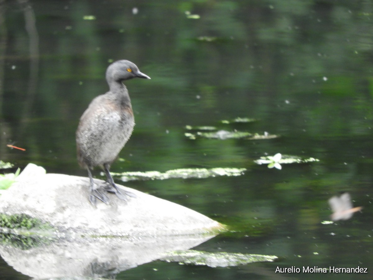 Least Grebe - ML620360324