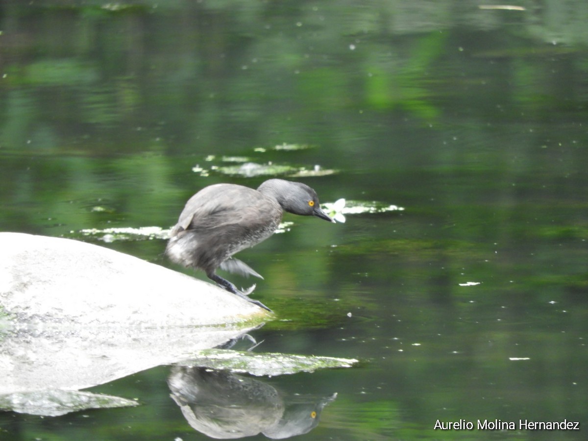 Least Grebe - ML620360325