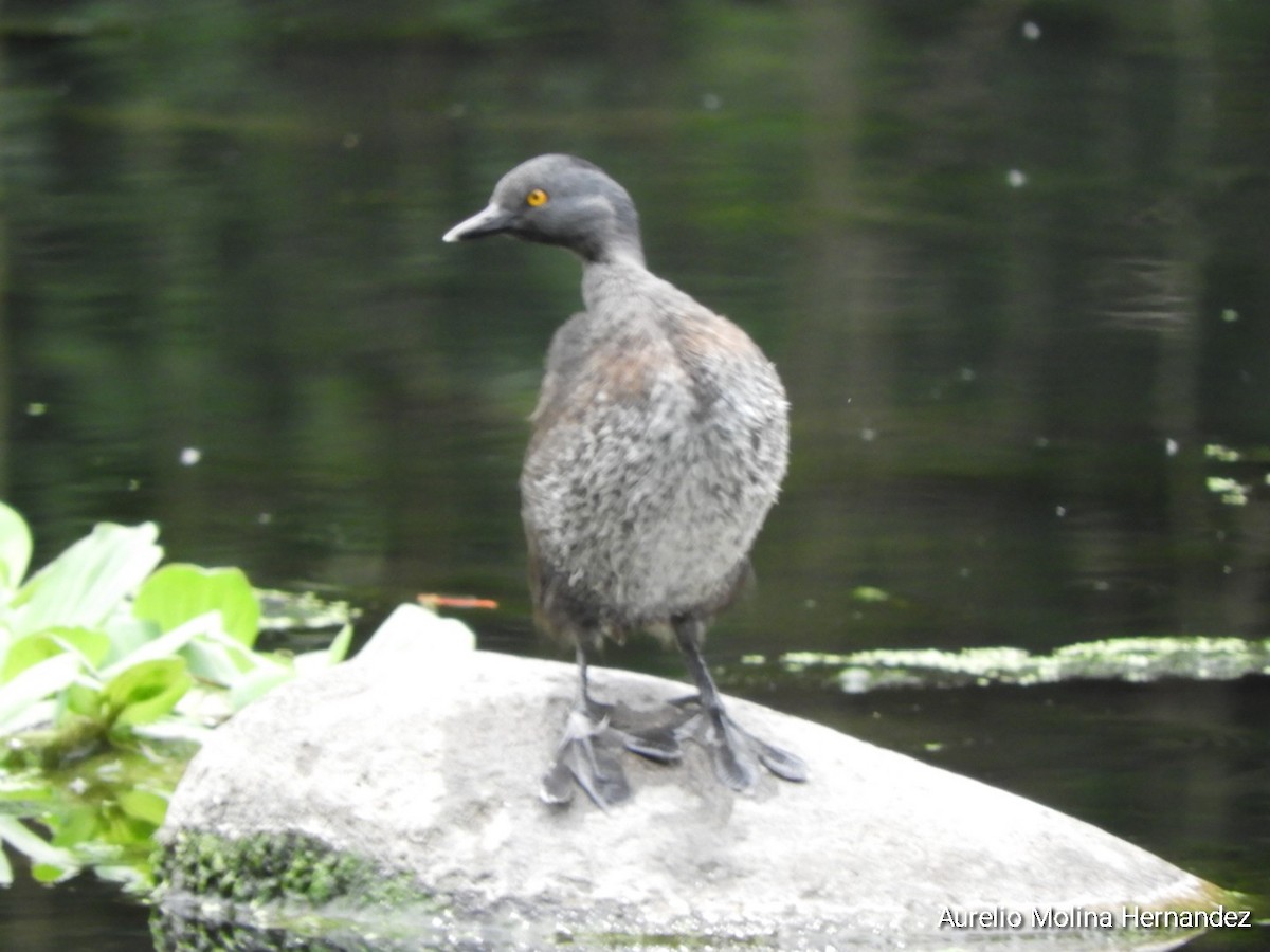 Least Grebe - ML620360326