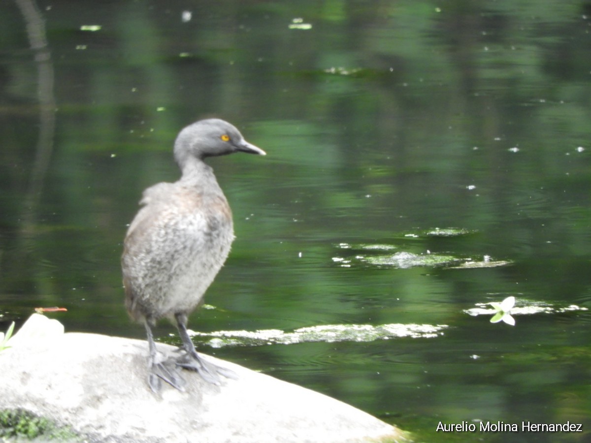 Least Grebe - ML620360327