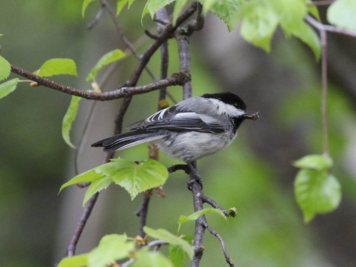 Mésange à tête noire - ML620360342