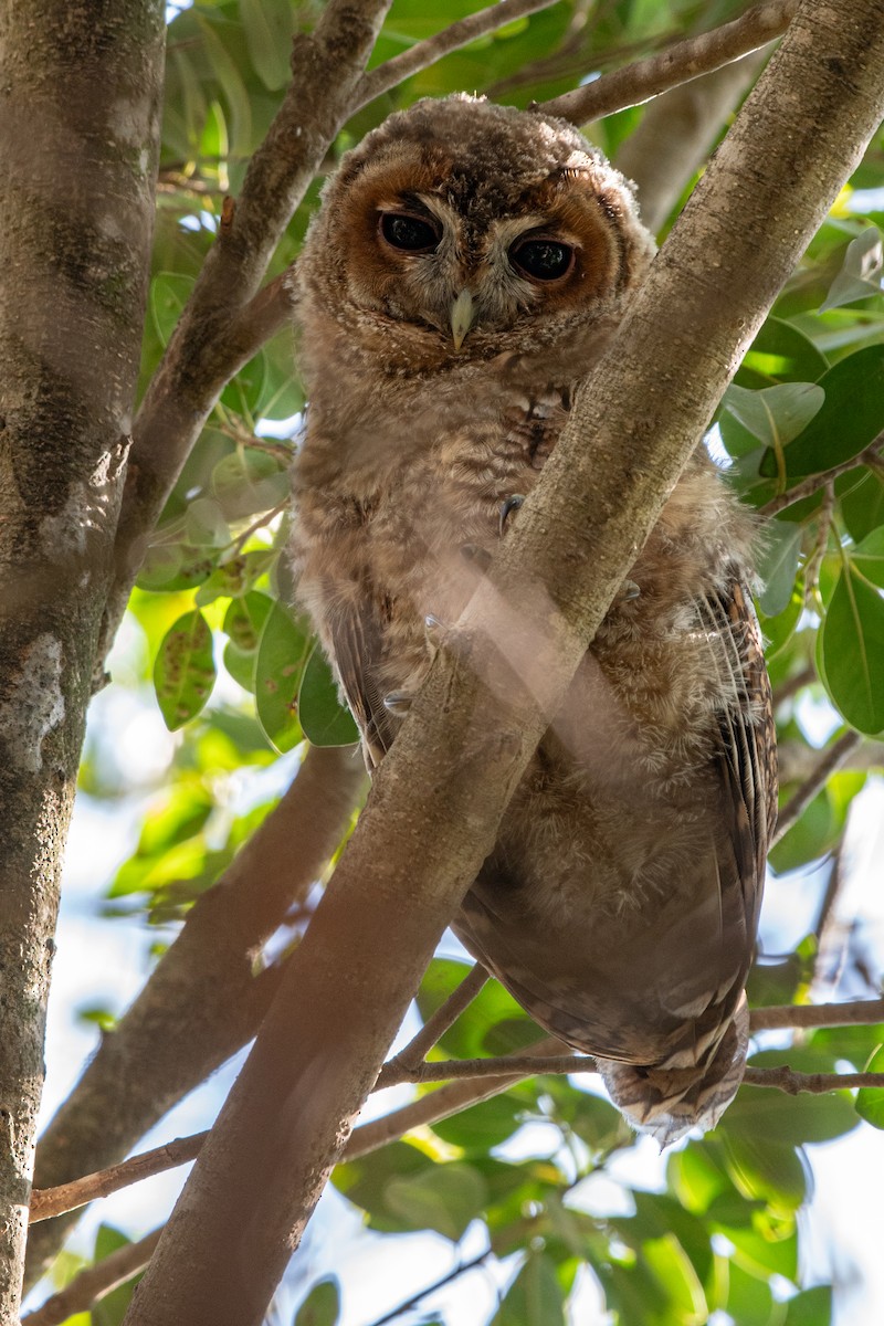Tawny Owl - ML620360377