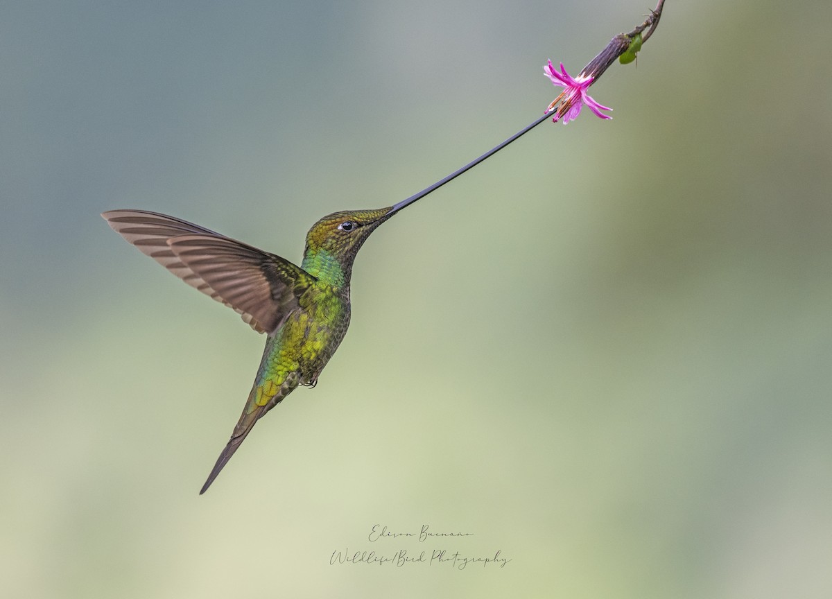 Sword-billed Hummingbird - ML620360404