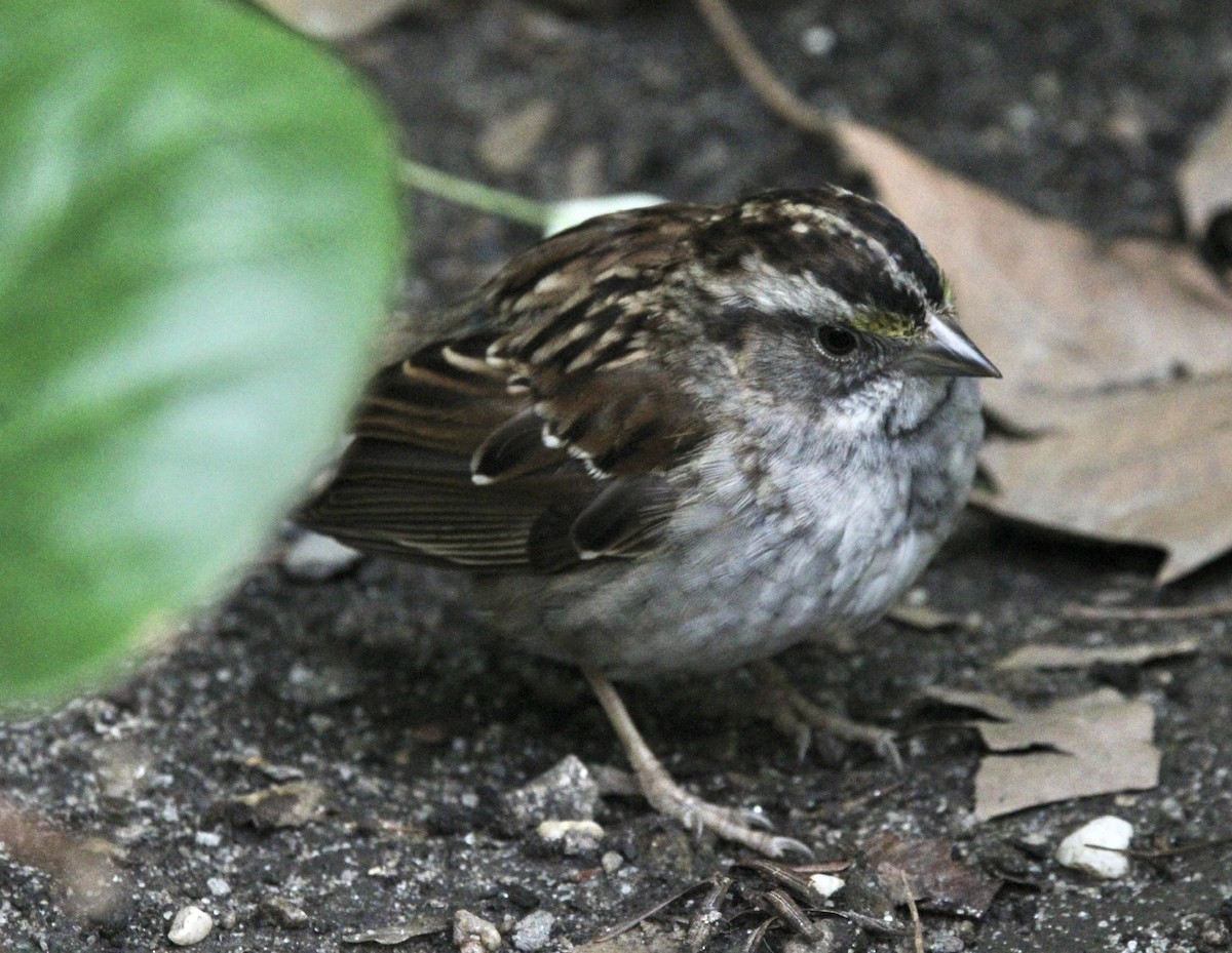 White-throated Sparrow - ML620360409