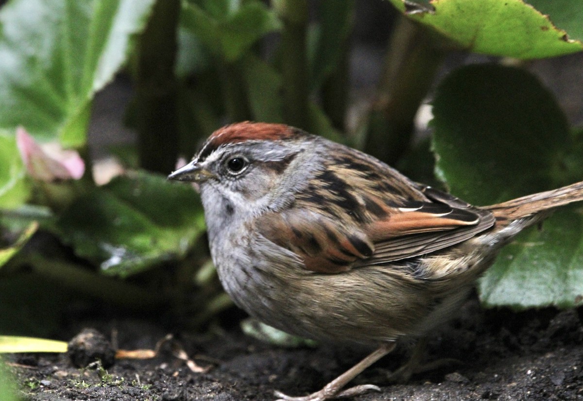 Swamp Sparrow - ML620360411