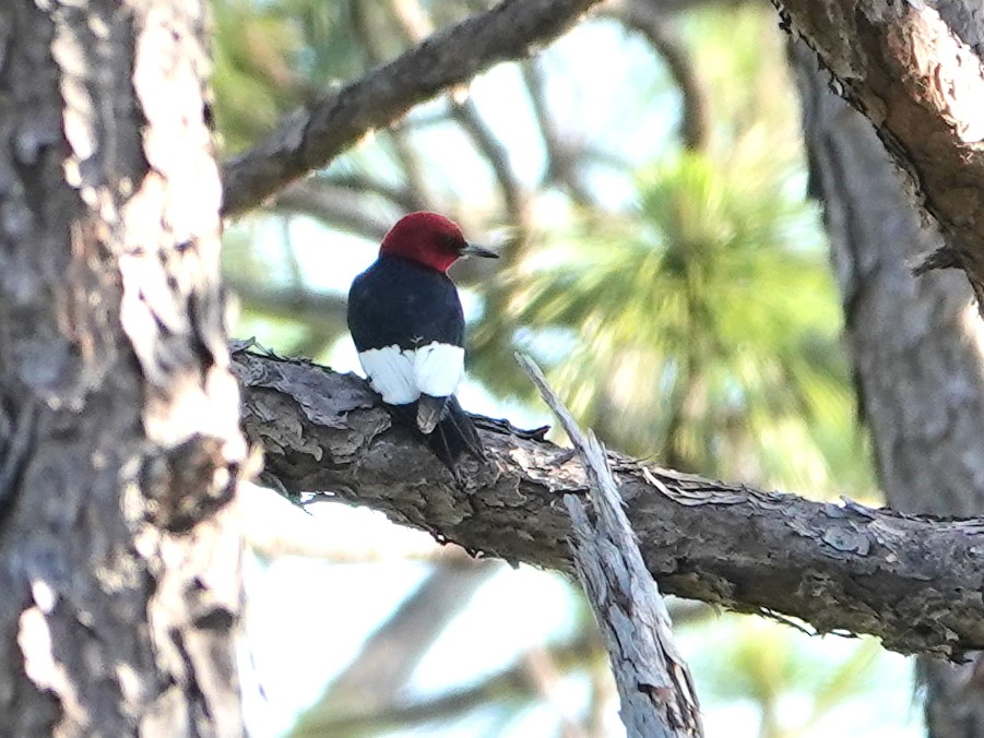Red-headed Woodpecker - ML620360413