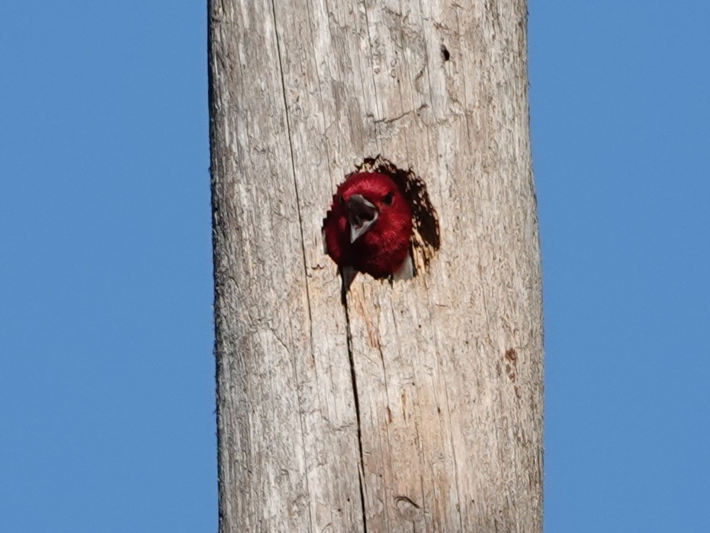 Red-headed Woodpecker - ML620360414